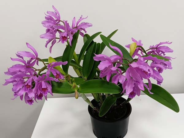 FIRST DIVISION:  C Meadii  ..........  Grown by S Laznicka
