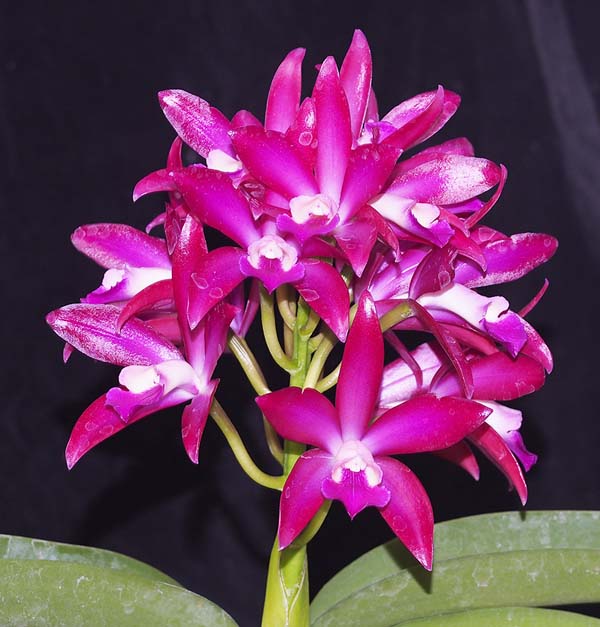 SECOND DIVISION:  Ctt Bactia Grapewax  ..........  Grown by P and G Simcock