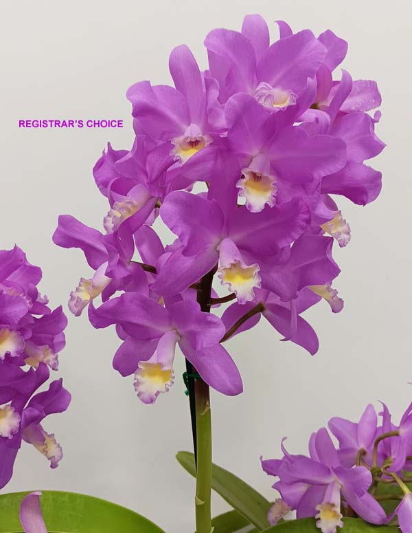 OPEN DIVISION:  Ctt Browniae Riga  ..........  Grown by Michael Willoughby and Oui Ju