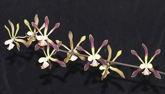 OPEN DIVISION: Enc alata Marion  ..........  Grown by Michael Willoughby and Oui Ju