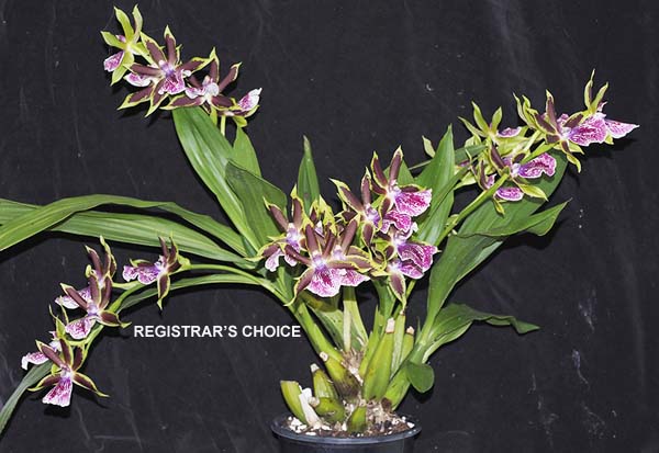 FIRST DIVISION:  Glpm Arene Armour Cochise  ..........  Grown by J Dunn