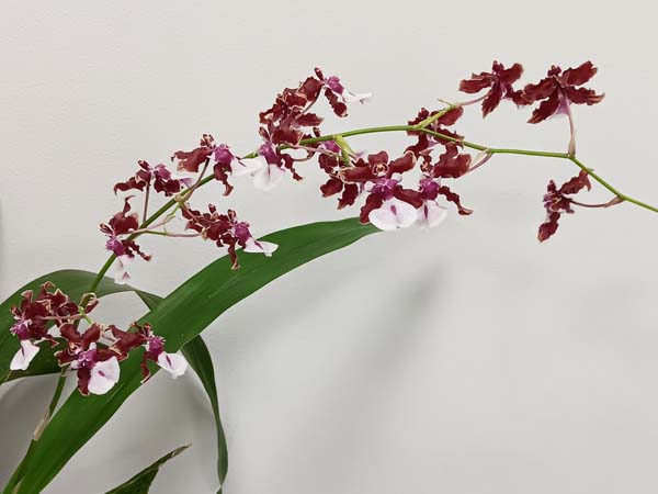 SECOND DIVISION:  Onc Sharry Baby Sweet Fragrance  ..........  Grown by V Rounsefell