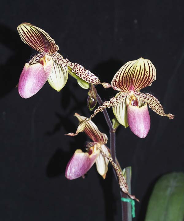 SEEDLING:  Paph Vanguard Seaview  ..........  Grown by M Willoughby and Oui Ju