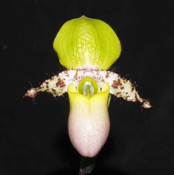 SEEDLING:  Paph primulinum v purprescens  ..........  Grown by Michael Willoughby and Oui Ju