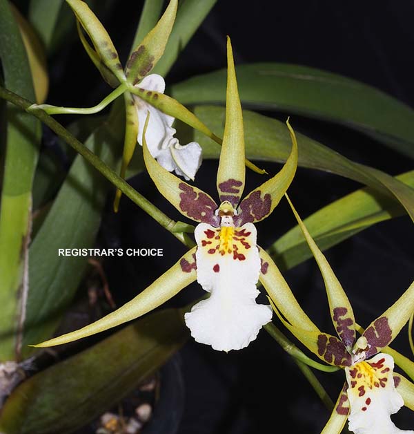 SECOND DIVISION:  Brsdm Yellow Star Golden Gambel  ..........  Grown by V Rounsefell