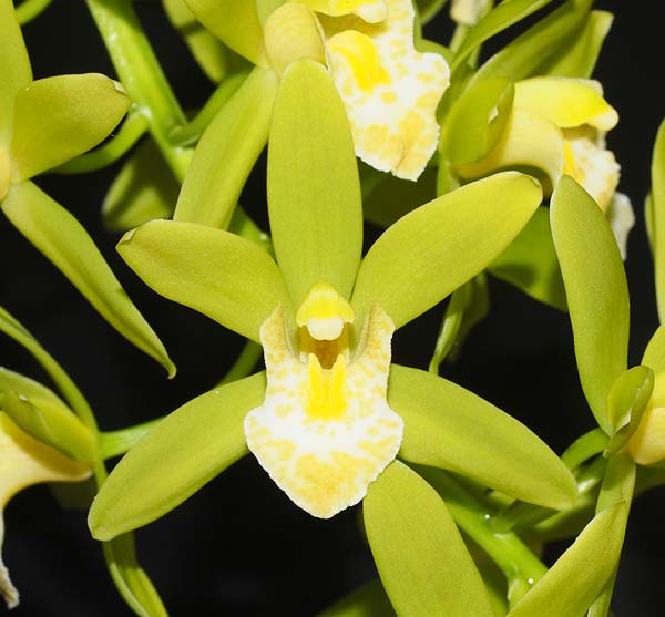 SECOND DIVISION:  Cym Katydid Veridian  ..........  Grown by Marlene Henschke
