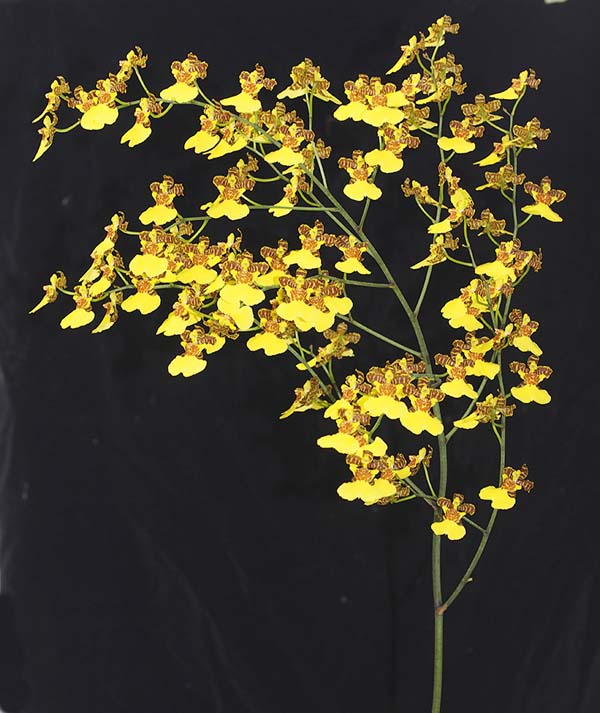 OPEN DIVISION:  Gom barbata x vauricosa x forbesii  ..........  Grown by M Willoughby and O Ju