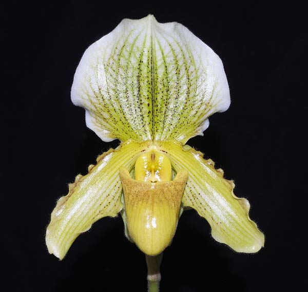 OPEN DIVISION:  Paph Fair Verba  ..........  Grown by John Seidel