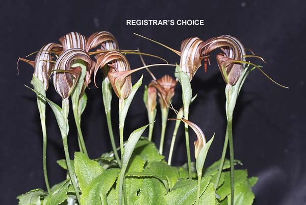 FIRST DIVISION:  Pst reponda  ..........  Grown by J Dunn