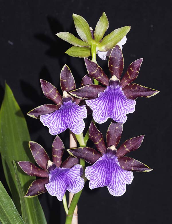 FIRST DIVISION:  Zga Eplosive Charm x Z-crinitum  ..........  Grown by D Bird