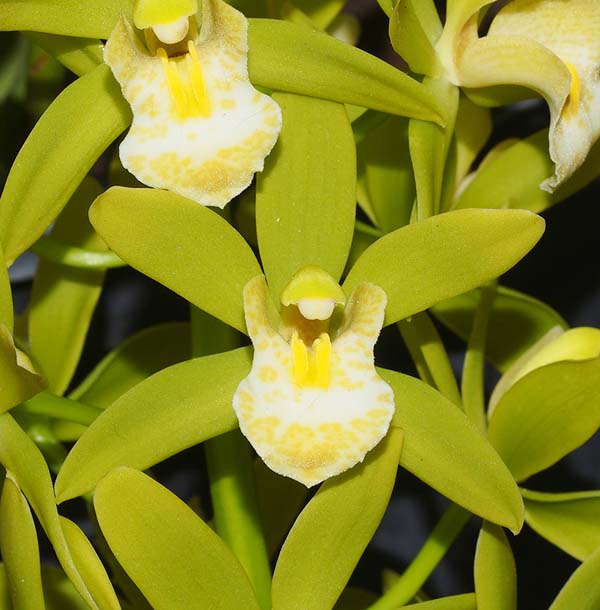 SECOND DIVISION:  Cym Katydid Veridian  ..........  Grown by M Henschke