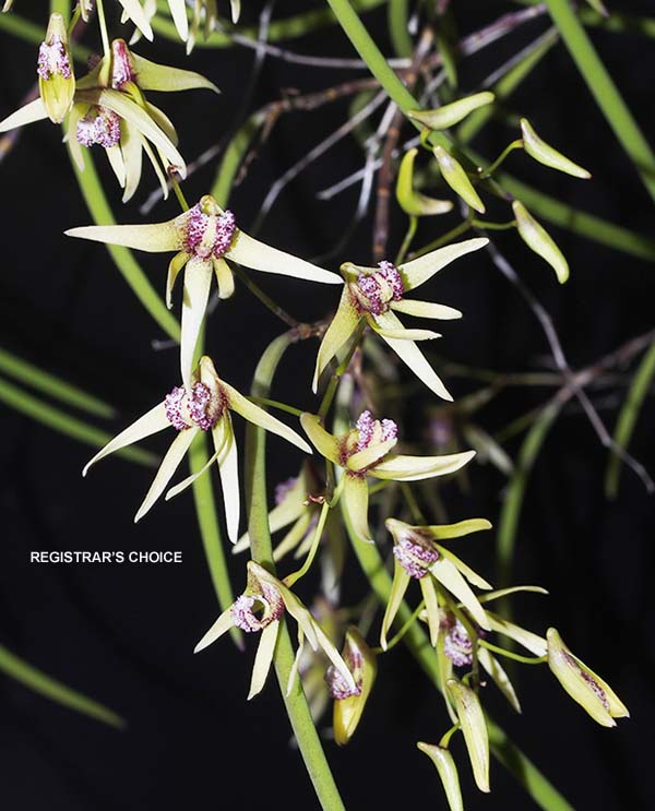 FIRST DIVISION:  D Amphio Veil  ..........  Grown by J Dunn