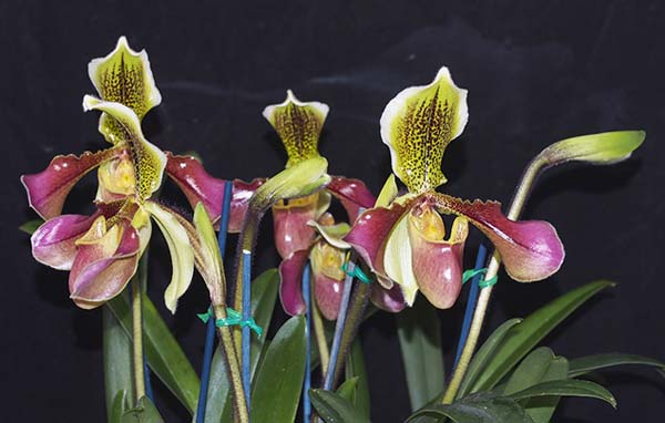 OPEN DIVISION:  Paph Chouvetii  ..........  Grown by J and D Higgs