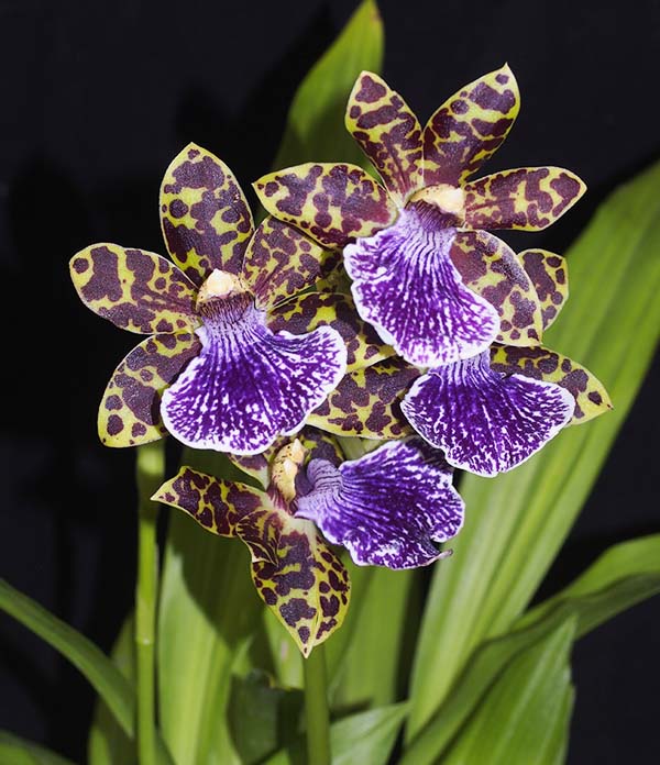 SEEDLING:  Zga Iron Knob x Pine Road x Zns Cynosure  ..........Grown by J Dunn