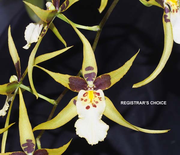 SECOND DIVISION:  Brsdm Yellow Star Golden Gambol  ..........  Grown by Vanda Rounsefell