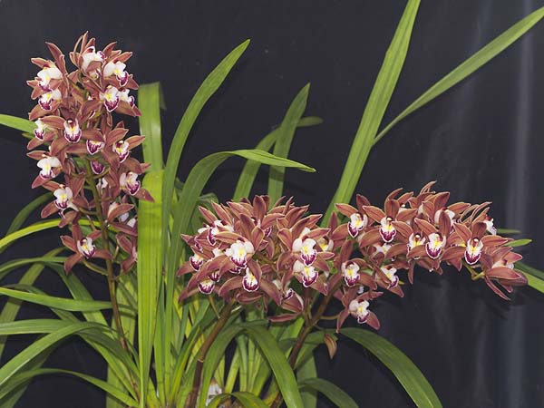FIRST DIVISION:  Cym Crackerjack  ..........  Grown by Ralph Edwards