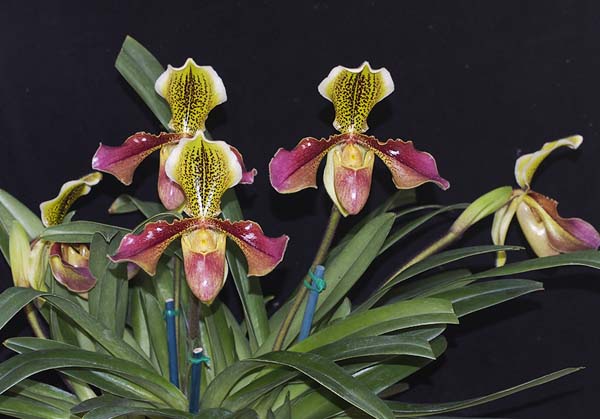 OPEN DIVISION:  Paph Chouvetii Van Dyke  ..........  Grown by P and H Haltis