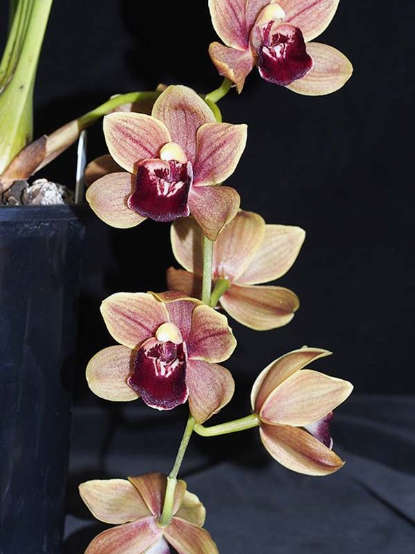 Cym Vincent Pride  ..........  Grown By M Willoughby and O Ju