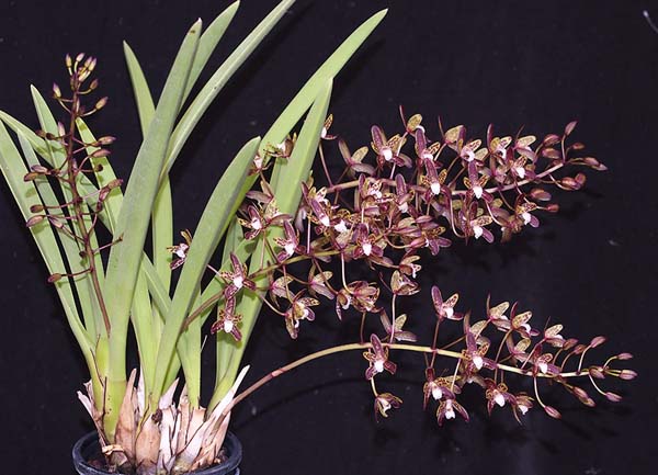 FIRST DIVISION:  Cym canaliculatum Billtone  ..........  Grown by John Seidel