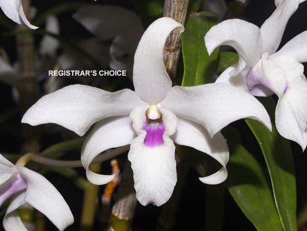 OPEN DIVISION:  Den Cassiope ..........  Grown by M Willoughby and O Ju