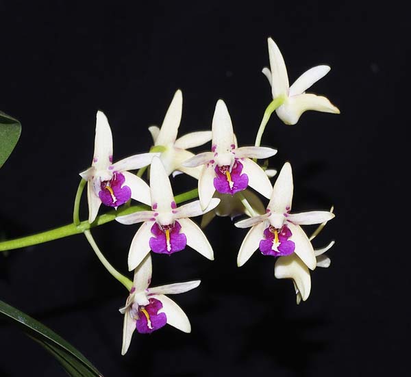 SECOND DIVISION:  Den Flinders x speciousum  ..........  Grown by V Rounsefell