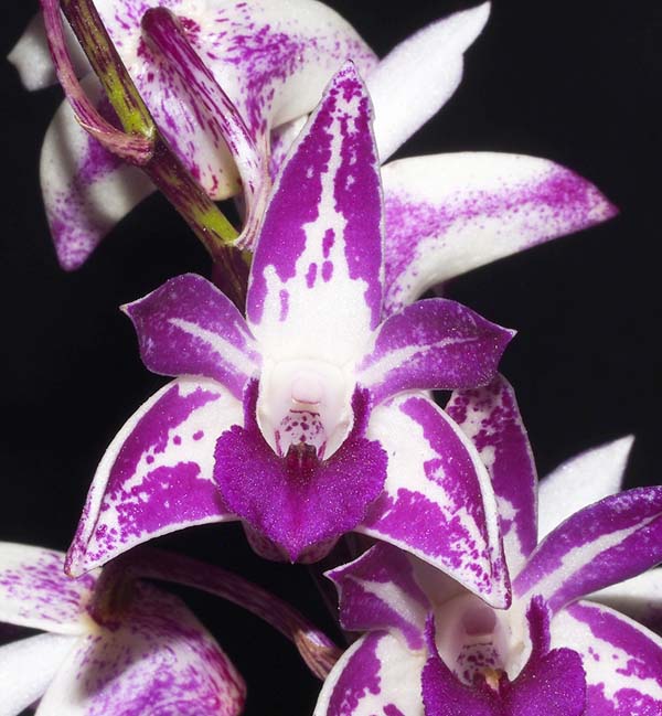 FIRST DIVISION:  Den Tyabb Elle  ..........  Grown by S Laznicka