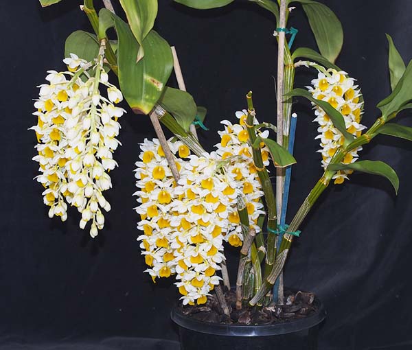 FIRST DIVISION:  Den Unknown  ..........  Grown by J and D Cassar