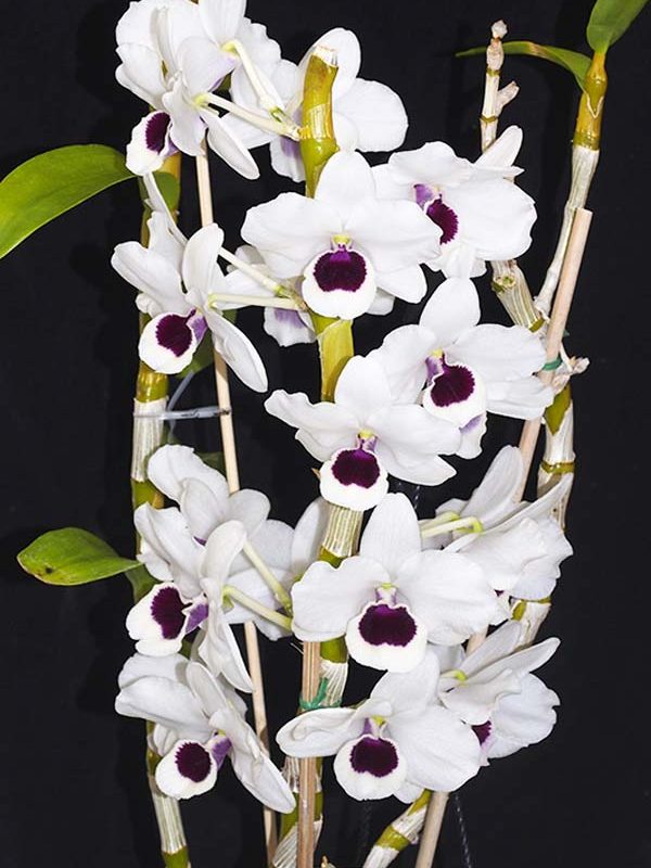 SECOND DIVISION:  Den Unknown  ..........  Grown by M & M Vasallar