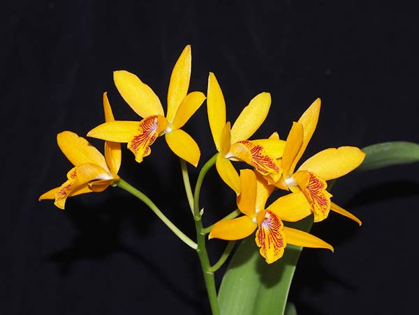 SEEDLING:  Eny Magic Wand ..........  Grown by Michael Willoughby and Oui Ju