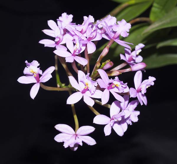 SECOND DIVISION:  Epi elongatum  ..........  Grown by T & D Cassar