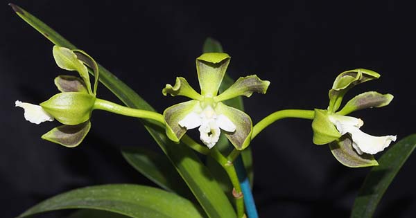 SEEDLING:  Epy Cabeza  ..........  Grown by John Seidel