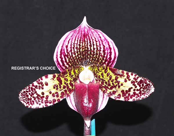 OPEN DIVISION: Paph Hsinying Leopard x Doya Youbeautiful .......... Grown by John Seidel