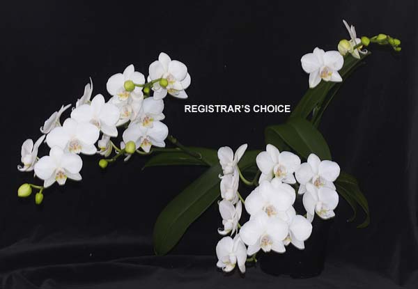 OPEN DIVISION:  Phal amabilis  ..........  Grown by A Massared