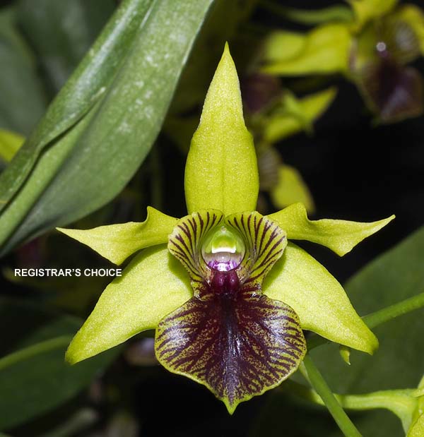 OPEN DIVISION:  Den Little Green Apple  ..........  Grown by M Willoughby and O Ju