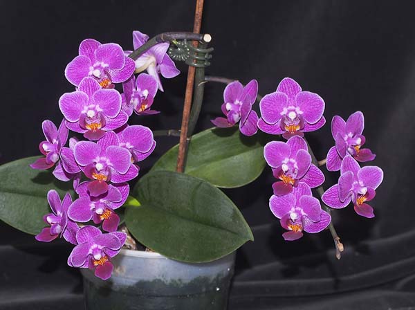 SECOND DIVISION:  Phal unknown  ..........  Grown by G and P Simcock