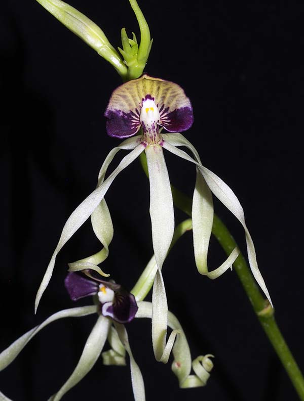 FIRST DIVISION:  Pros cochleata ..........  Grown by D Bird