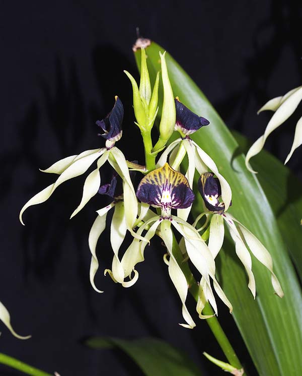 FIRST DIVISION:  Psh cochleata  ..........  Grown by S Laznicka