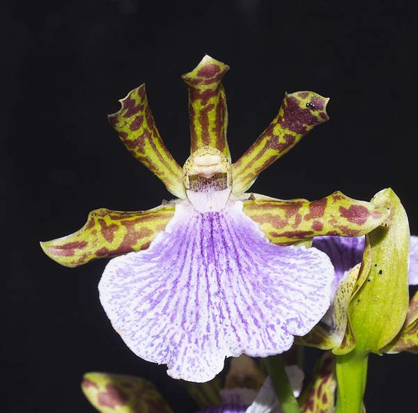 SECOND DIVISION:  Z Unknown  ..........  Grown by M Henschke