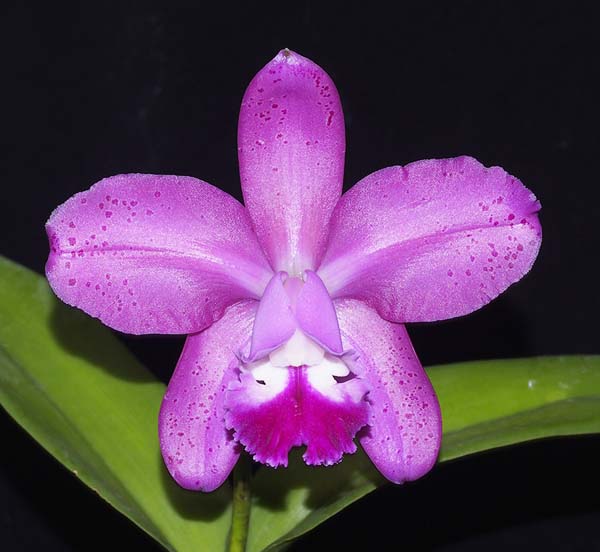 FIRST DIVISION:  C Streets Ahead .......... Grown by R Edwards