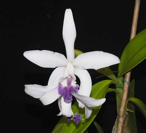 SECOND DIVISION:  Lc Interceps  ..........  Grown by G & P Simcock