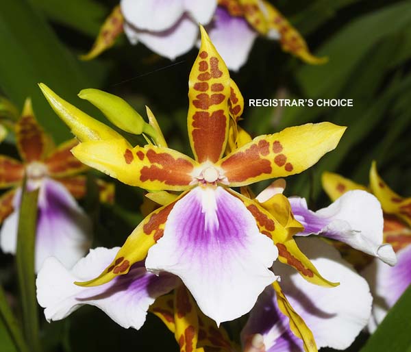 OPEN DIVISION:  Mtdm Goodale Moir  ..........  Grown by M Willoughby and Oui Ju
