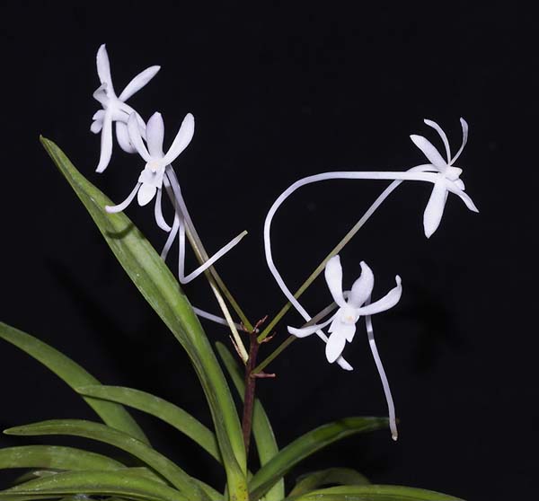 SEEDLING:  V falcata  ..........  Grown by J Siedel