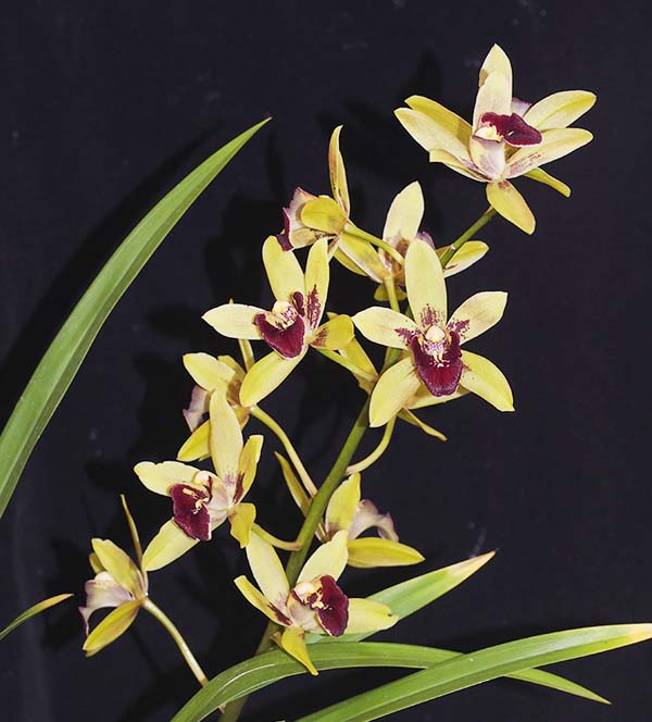 SEEDLING:  Cym Valarie Absolonova x Madison Falls x Gram Crownfox Leopard ..........  Grown by J Seidel