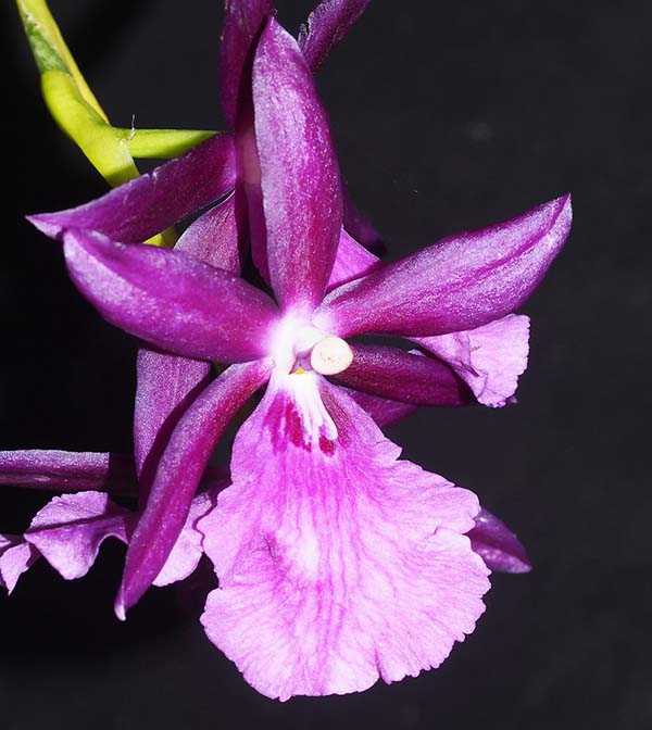 SECOND DIVISION:  Mil Christina Carpenter Rumsfelt  ..........  Grown by M & M Vassello