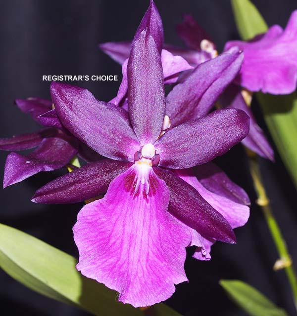 FIRST DIVISION:  Mil Christina Carpenter Rumsfelt ..........  Grown by S Laznicka