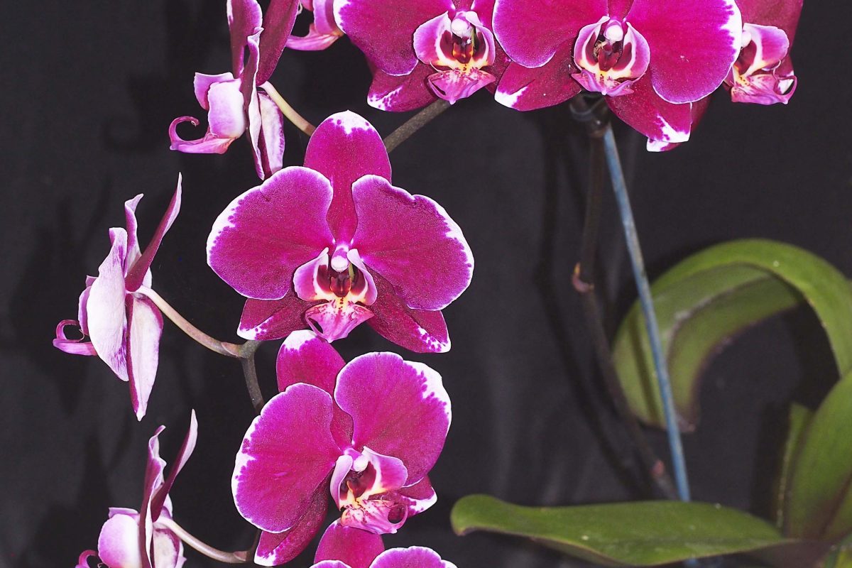 OPEN DIVISION:  Phal Fancy Fire  ..........  Grown by J & D Higgs