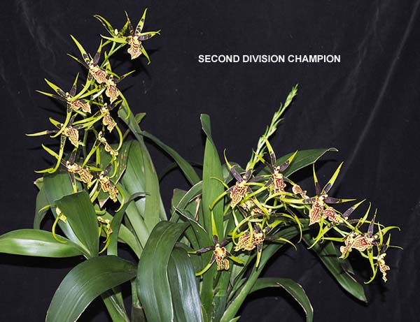 SECOND DIVISION CHAMPION:  Bcd Gilded Tower Mystic Maze  ..........  Grown by A Mussared