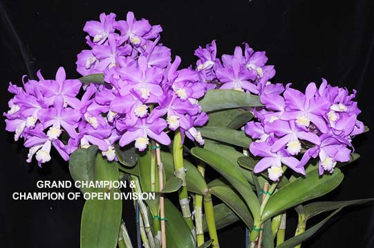 OPEN DIVISION & GRAND CHAMPION:  C Browniae Riga  .......... Grown by M Willoughby and O Ju