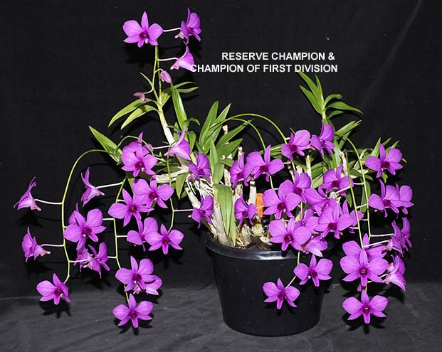 FIRST DIVISION:  D biggibum V Compactum  ..........  Grown by P & A Steer