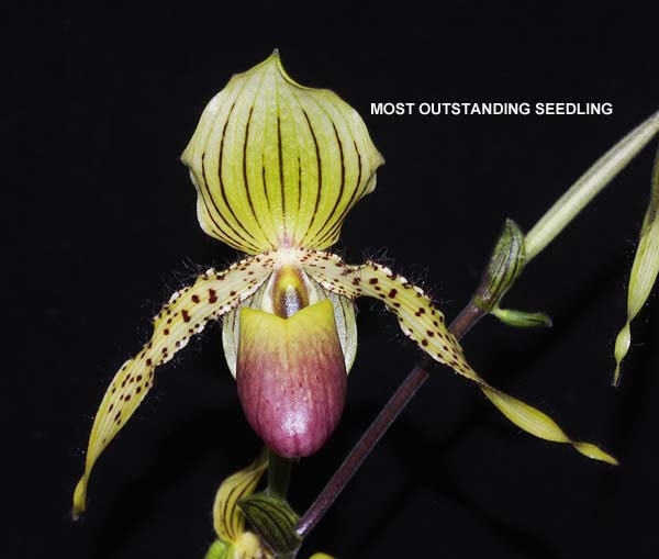 SEEDLING:  Paph Prime Child  ..........  Grown by M Willoughby & O Ju
